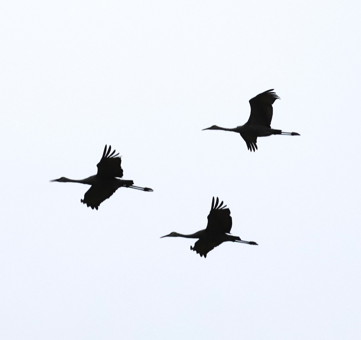 Sandhill Crane - ML609237504