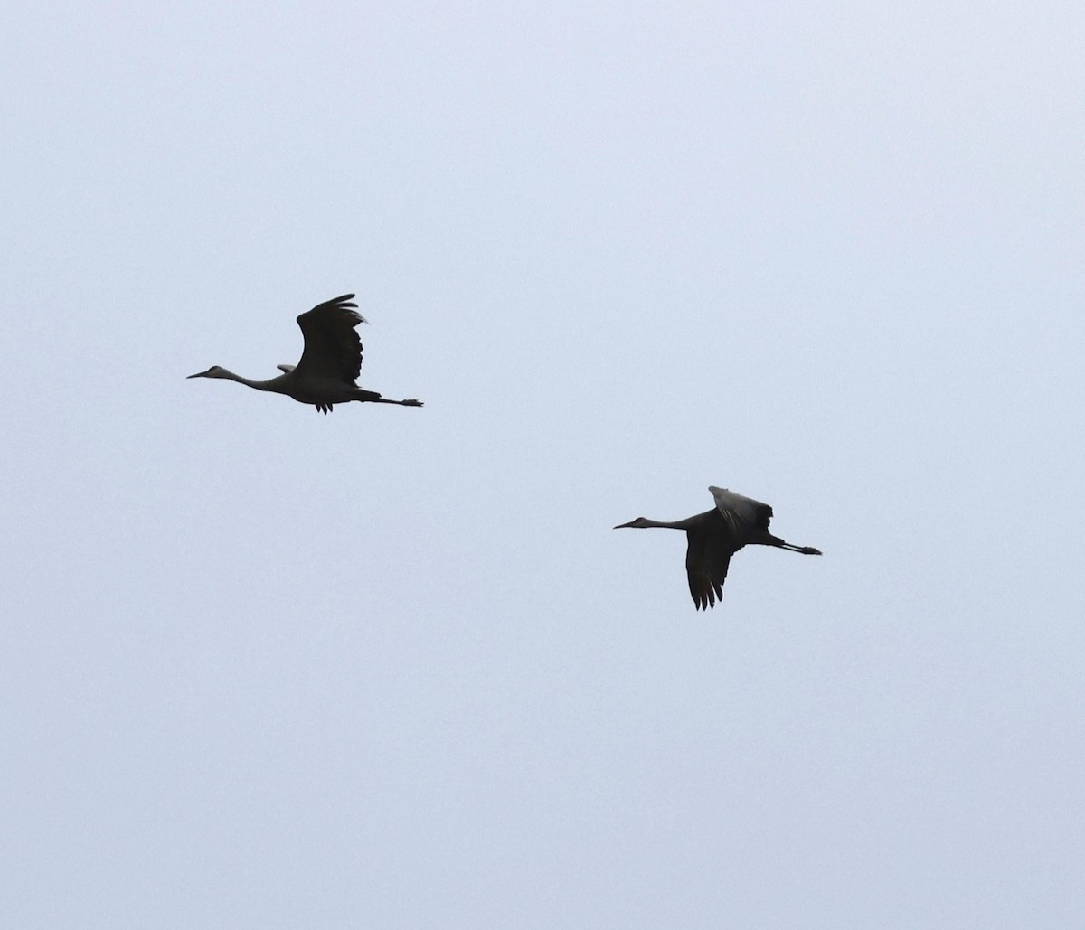 Sandhill Crane - ML609237505