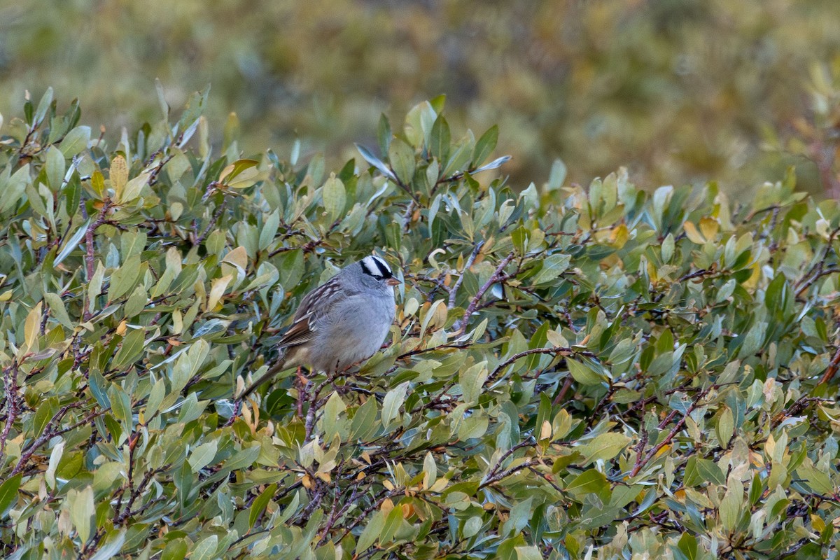 White-crowned Sparrow - ML609237506