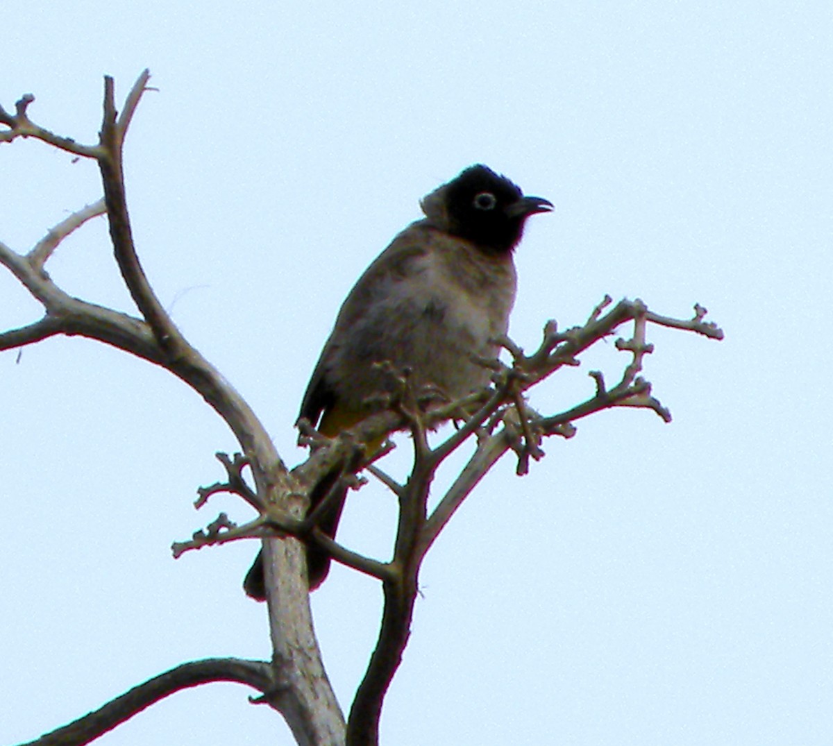 White-spectacled Bulbul - ML609237555