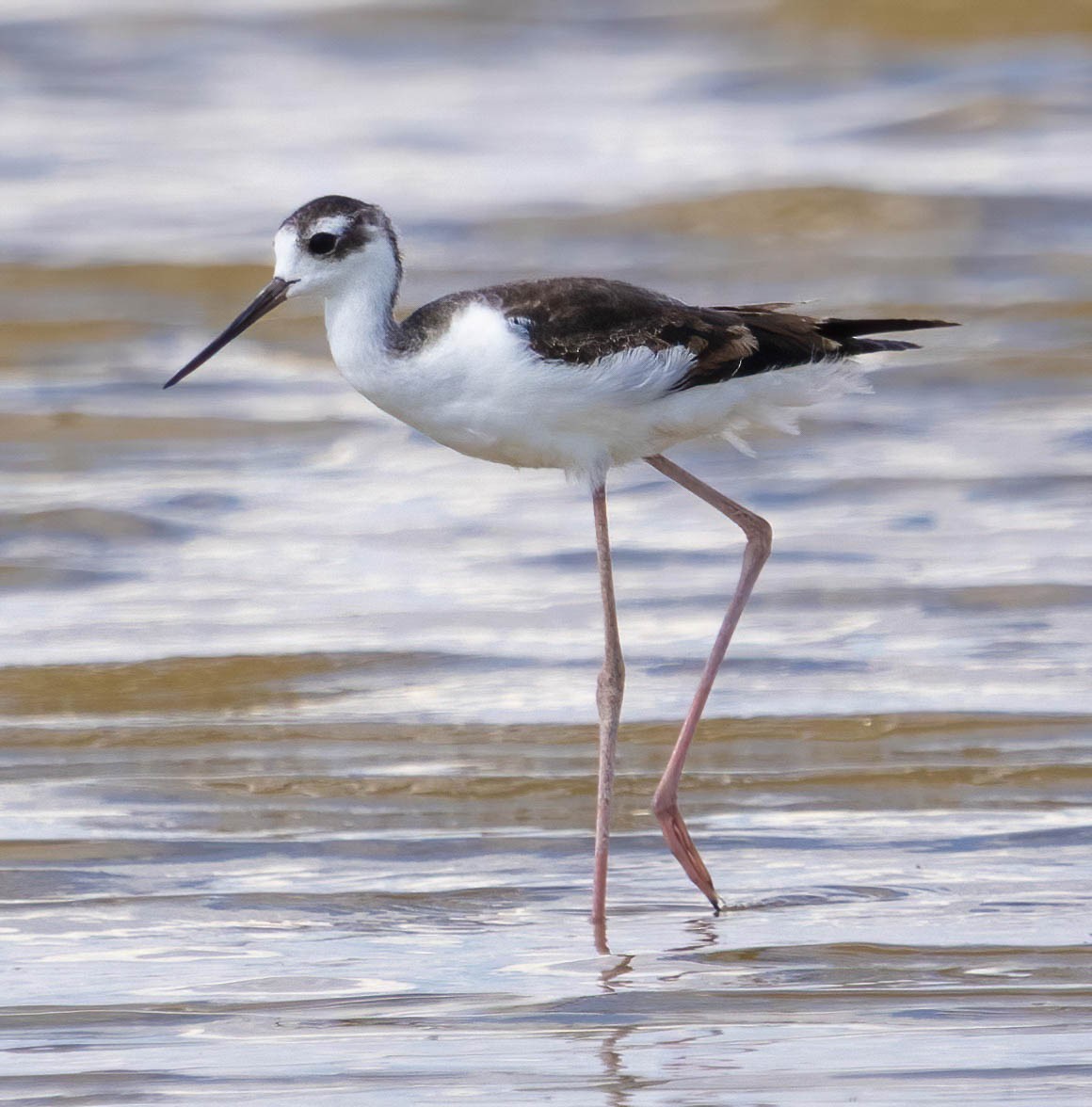 Black-necked Stilt - ML609237583