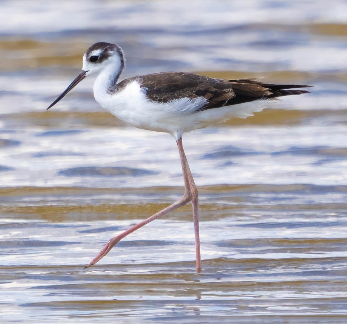Black-necked Stilt - ML609237584