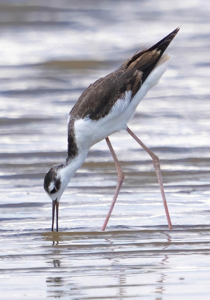 Black-necked Stilt - ML609237585