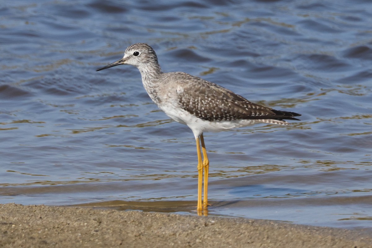 Lesser Yellowlegs - ML609237677