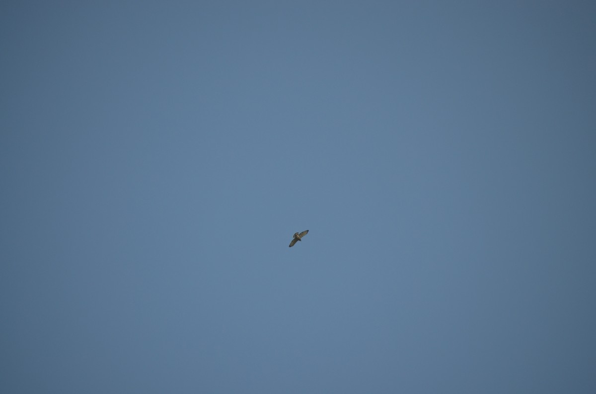 Broad-winged Hawk - ML609237759