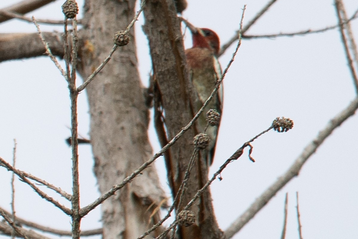 Red-breasted Sapsucker - ML609237808