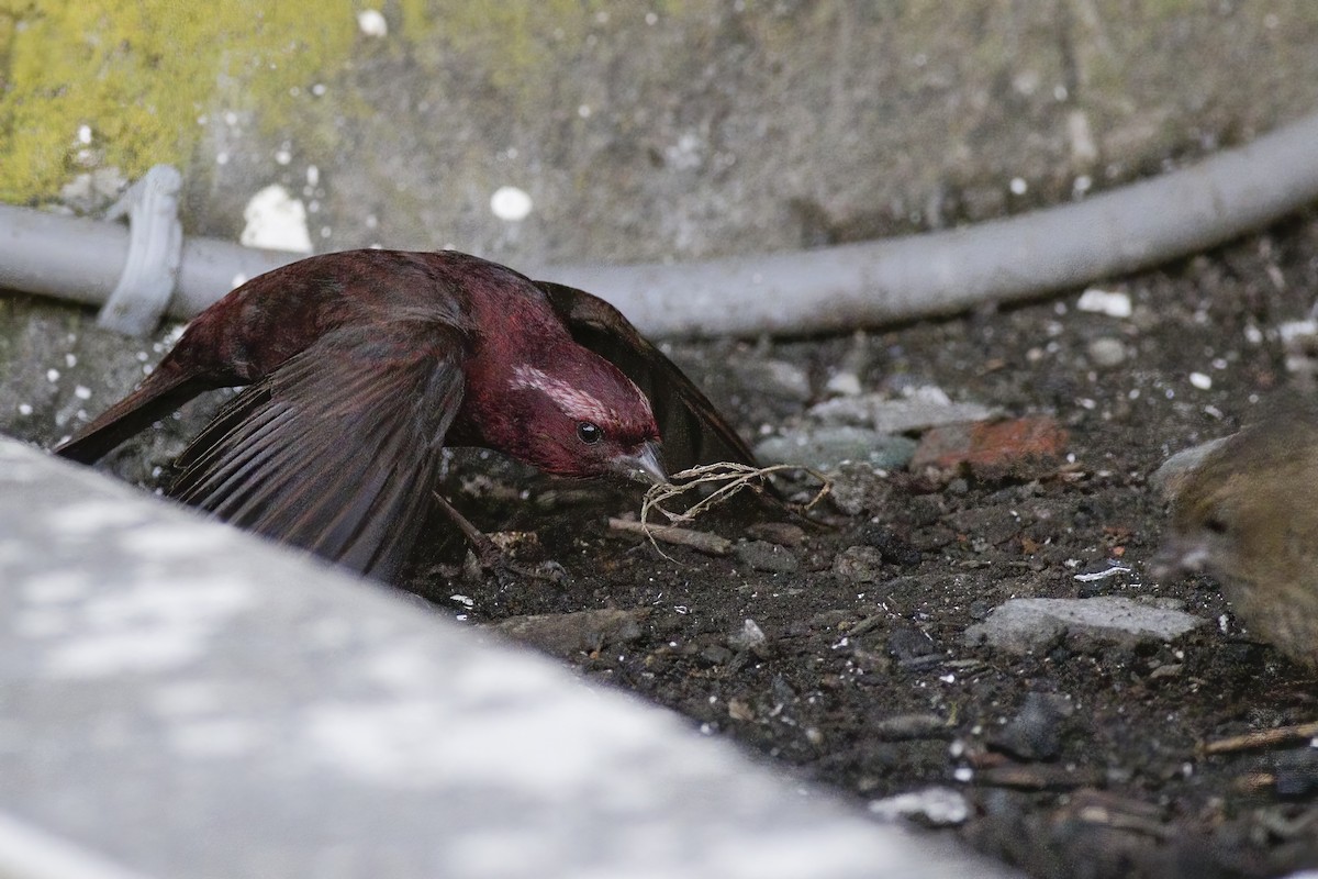 Taiwan Rosefinch - u7 Liao