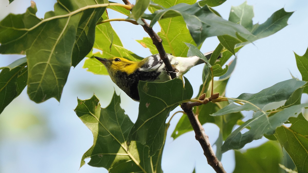Black-throated Green Warbler - Mike Grant