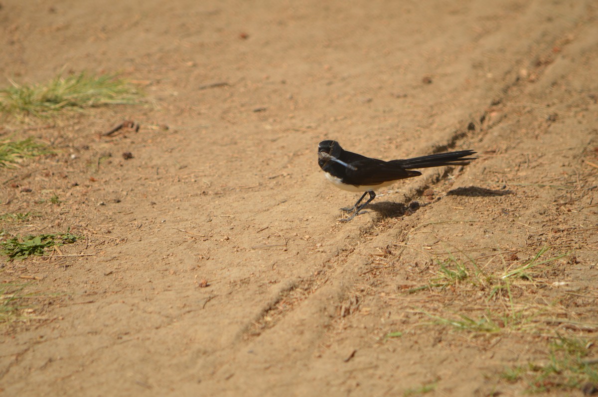 Willie-wagtail - H&M H