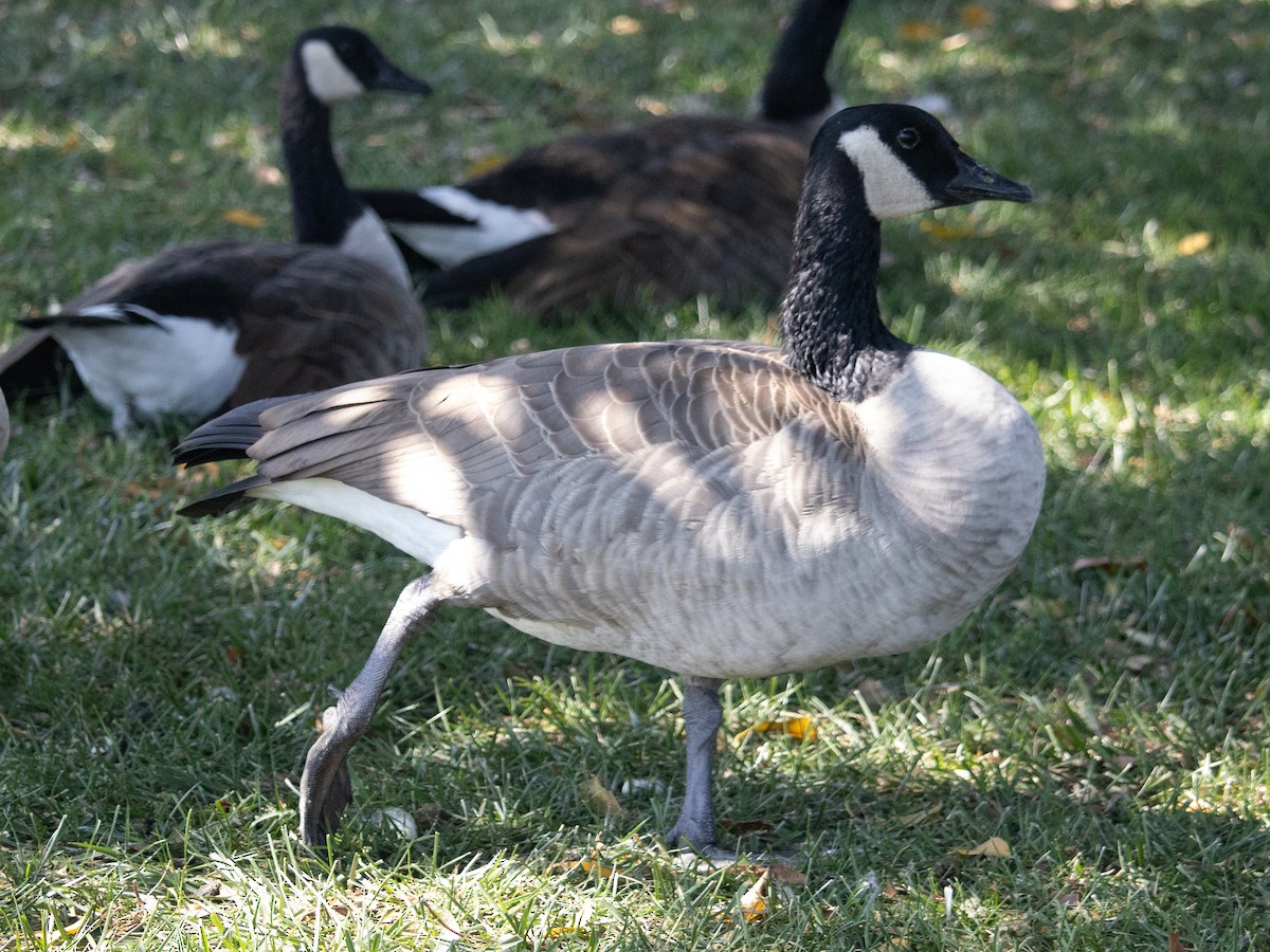 Canada Goose - ML609237980