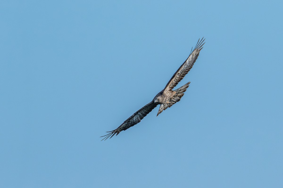 European/Oriental Honey-buzzard - ML609238010