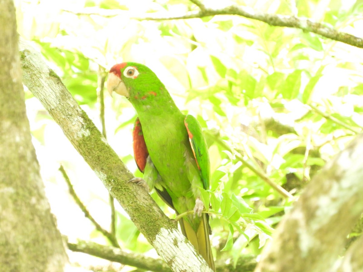 Crimson-fronted Parakeet - ML609238025