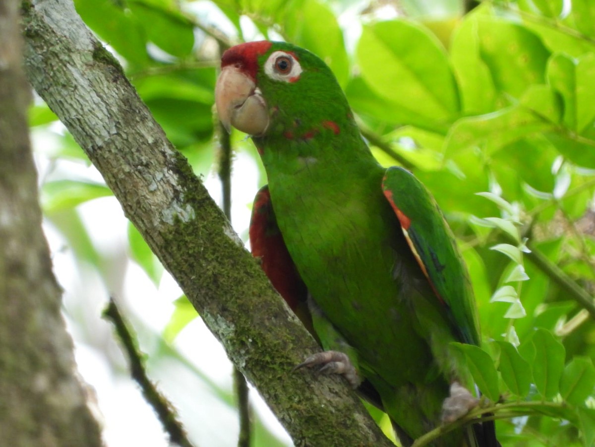 Crimson-fronted Parakeet - ML609238027