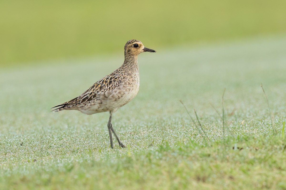 Pacific Golden-Plover - ML609238039