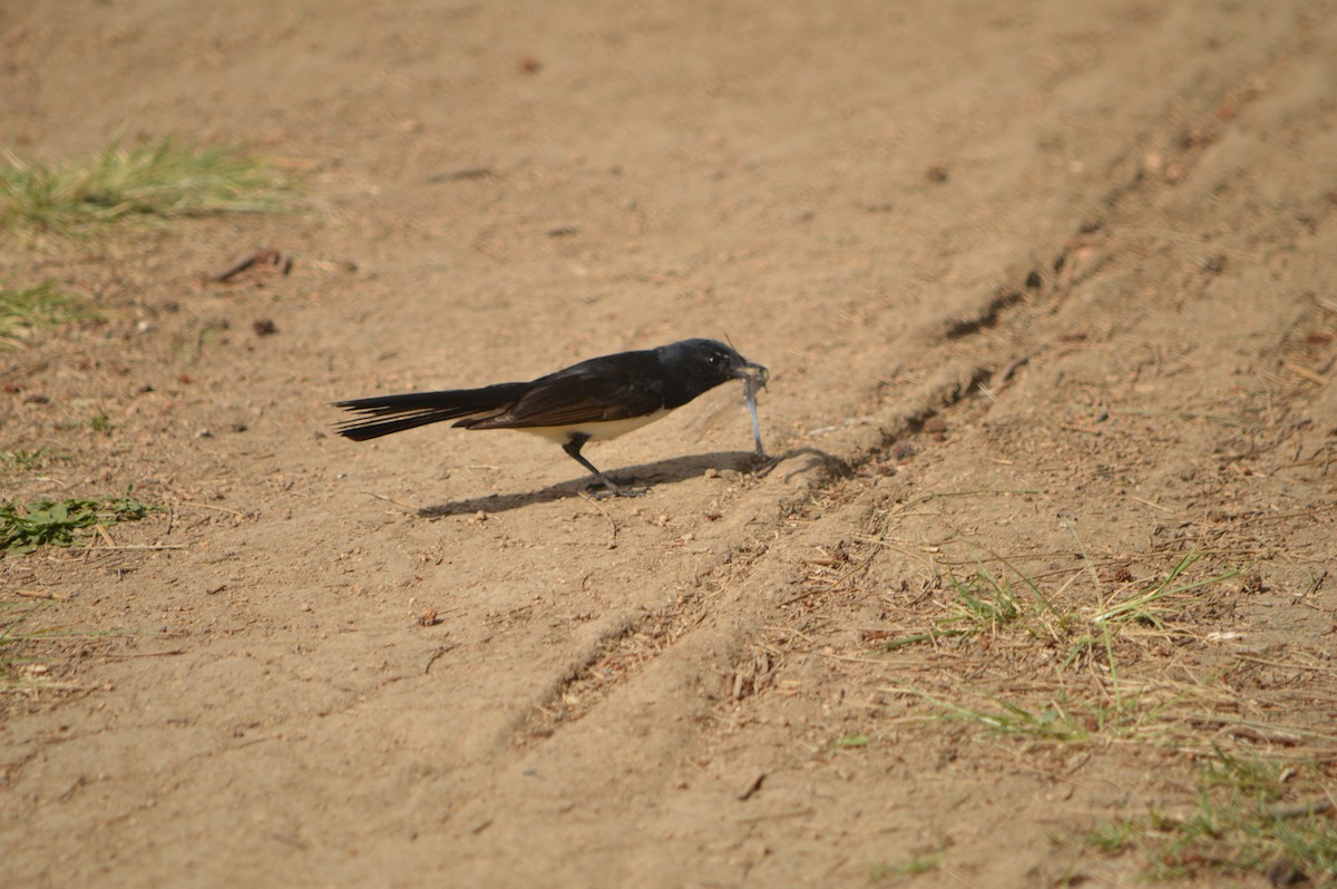 Willie-wagtail - H&M H