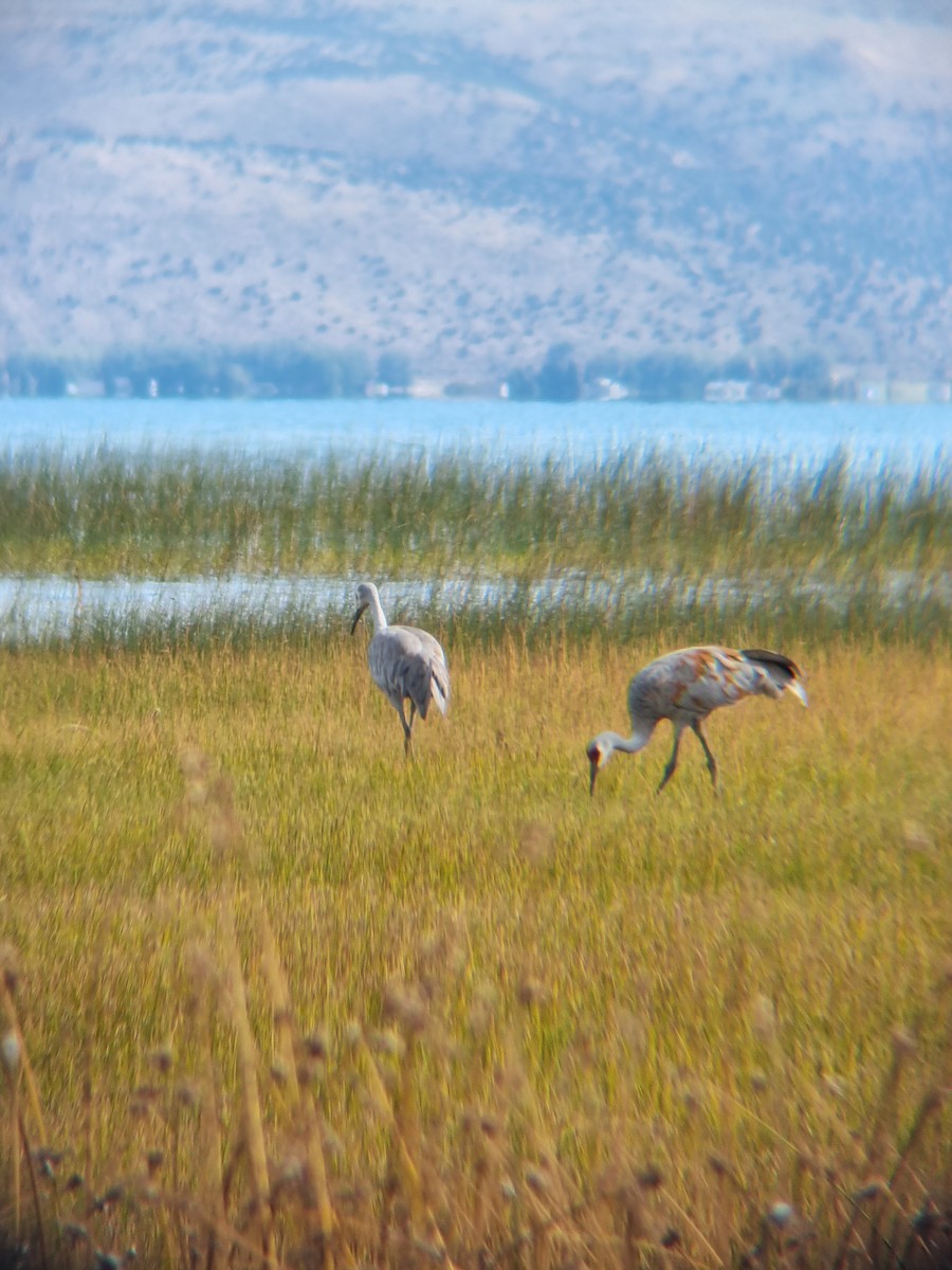 Grulla Canadiense - ML609238085