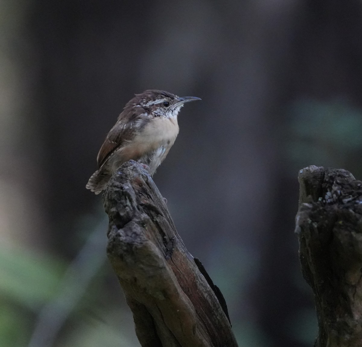 Carolina Wren - ML609238170