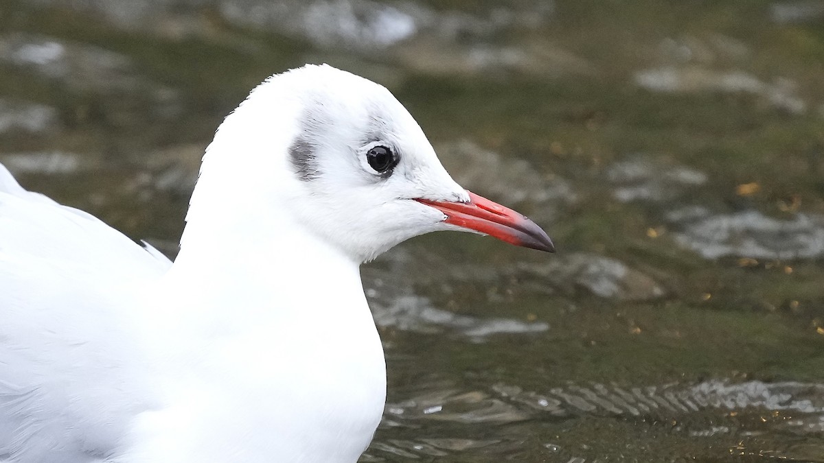 Black-headed Gull - ML609238172