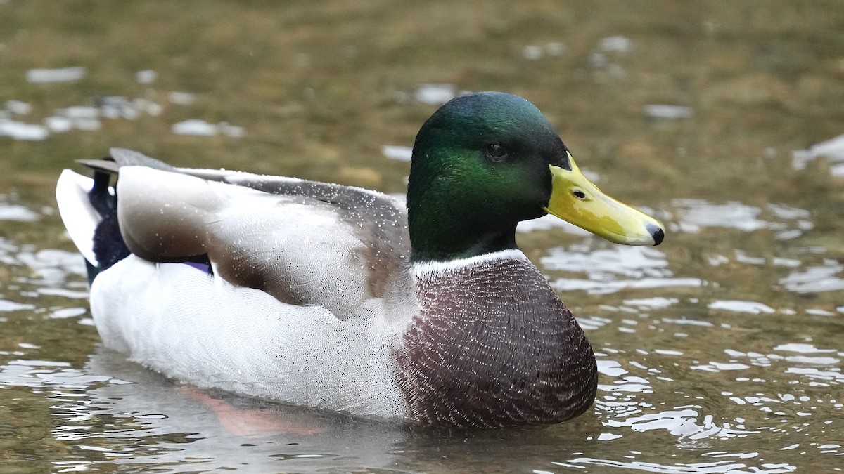 Canard colvert - ML609238174