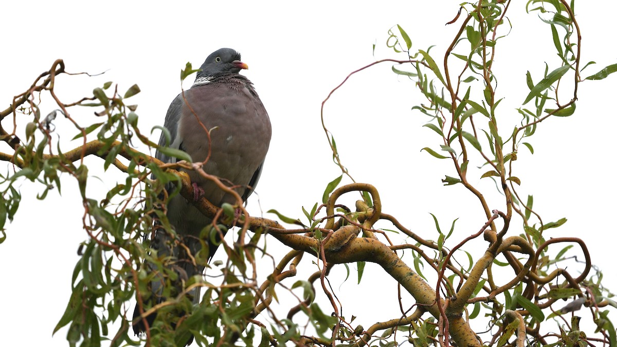 Common Wood-Pigeon - ML609238177