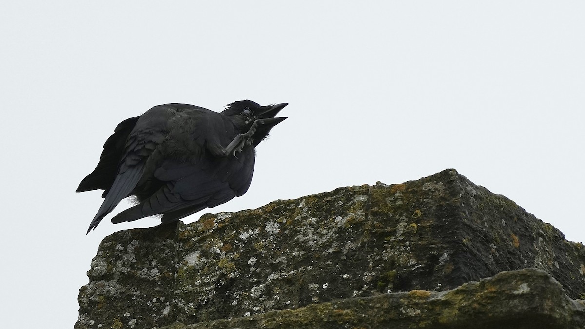 Eurasian Jackdaw - ML609238179