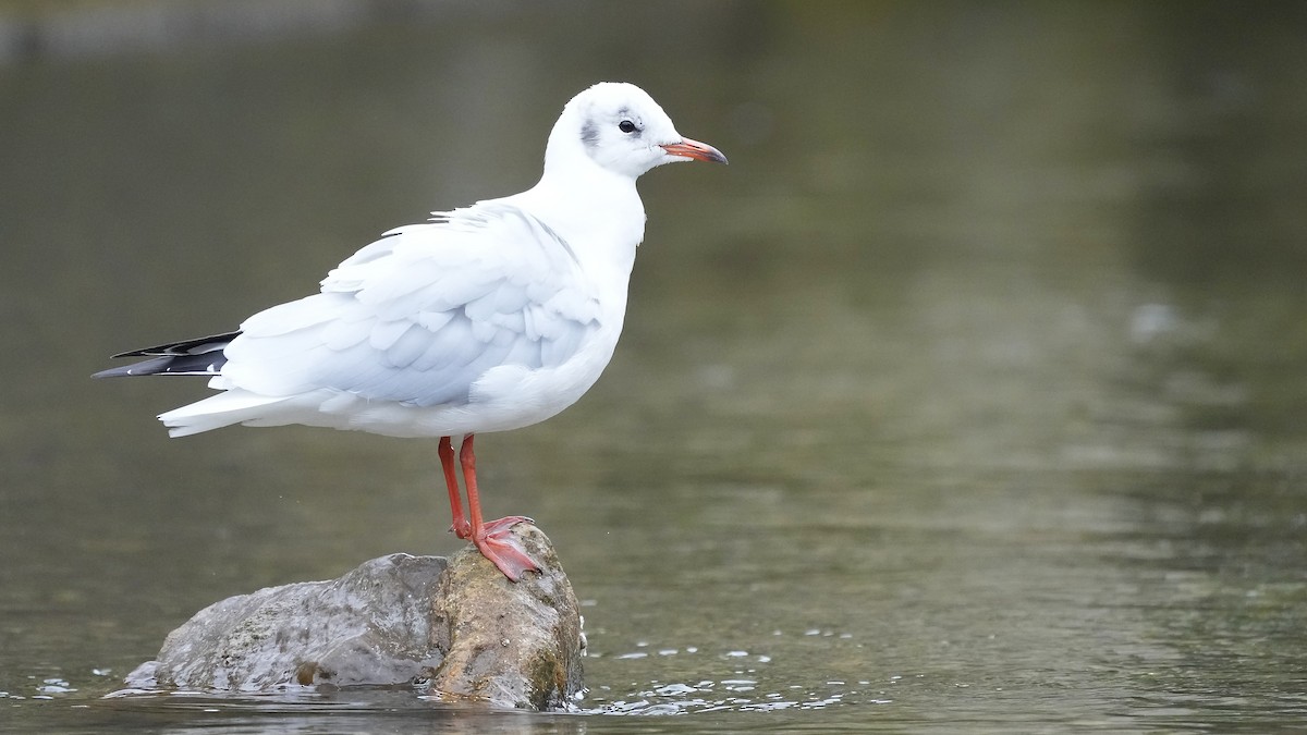 Black-headed Gull - ML609238187