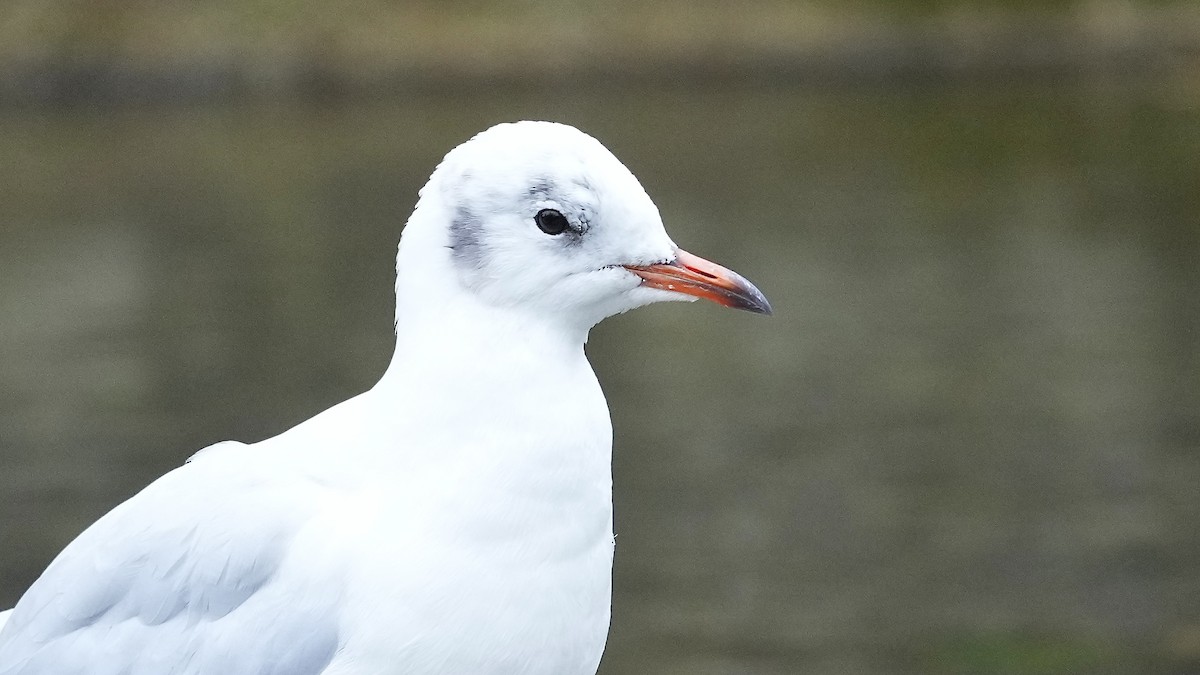 Black-headed Gull - ML609238188