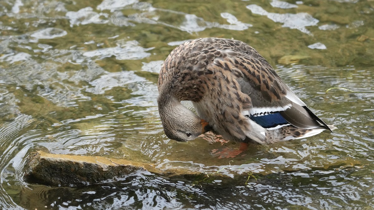 Canard colvert - ML609238191