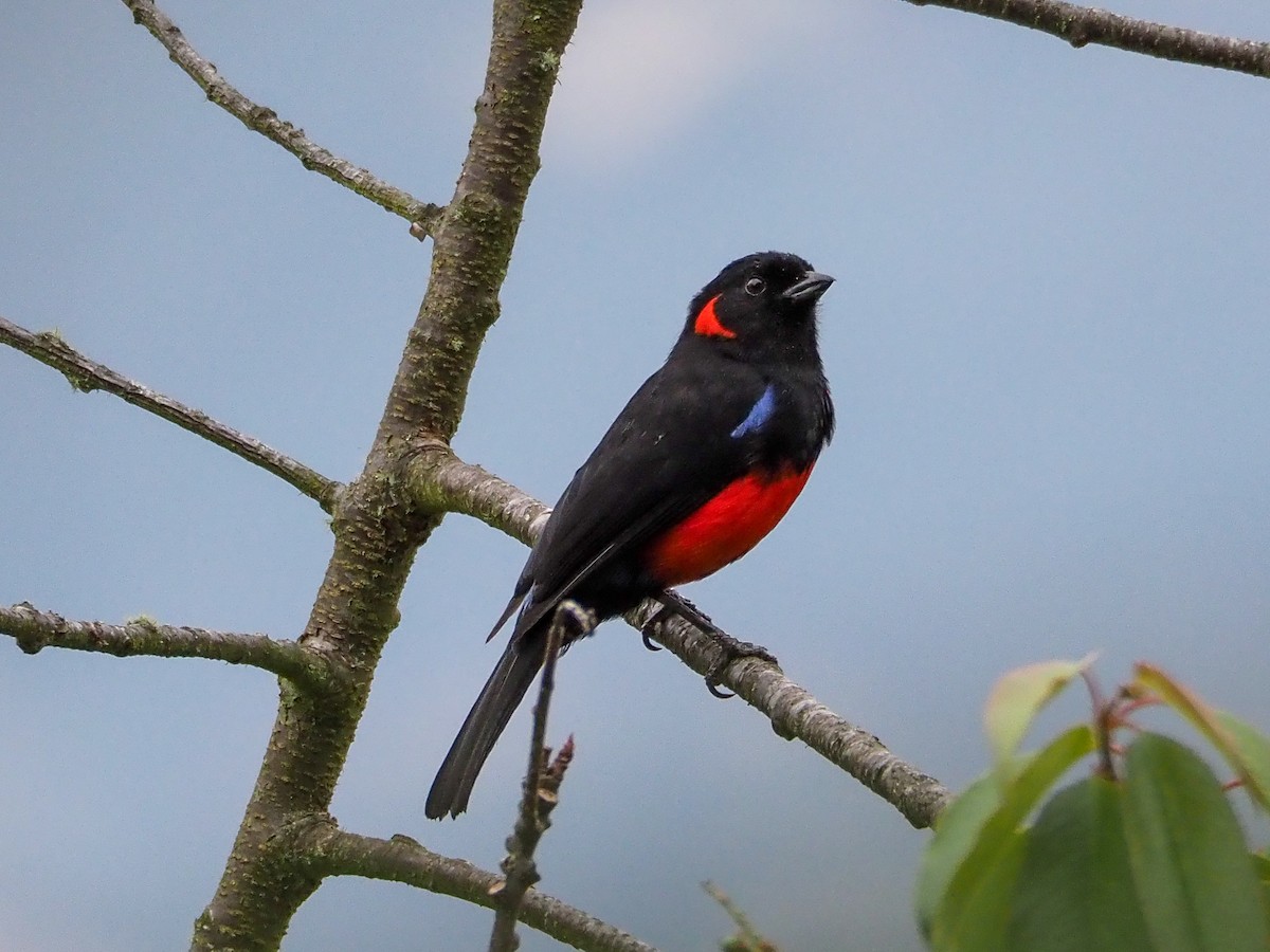 Scarlet-bellied Mountain Tanager - ML609238214