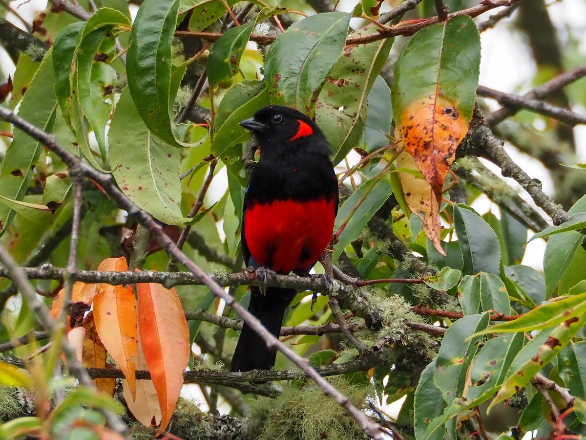 Scarlet-bellied Mountain Tanager - ML609238215