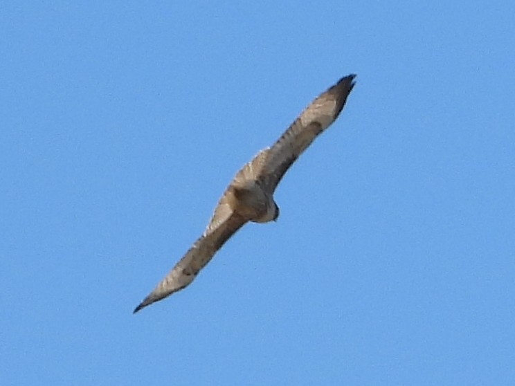 Red-tailed Hawk - ML609238240