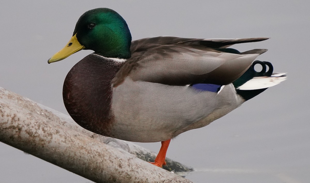 Mallard - Richard Block