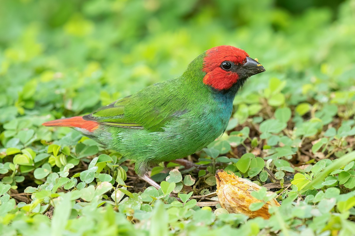 Fiji Papağan İspinozu - ML609238600