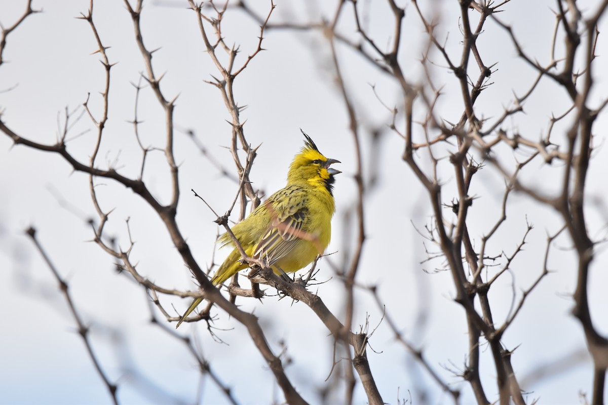 Yellow Cardinal - Lucas Naccaratti