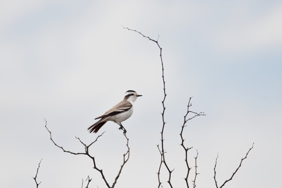 Black-crowned Monjita - ML609238668