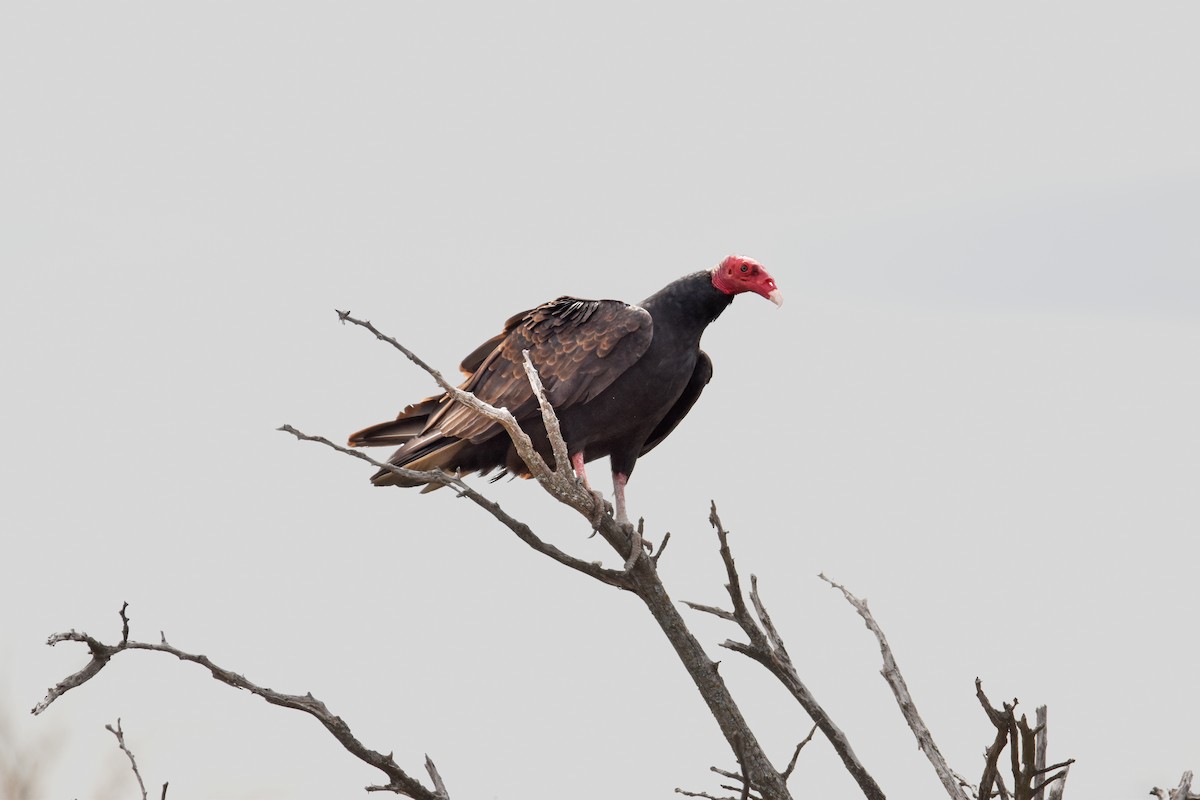 Urubu à tête rouge - ML609238780