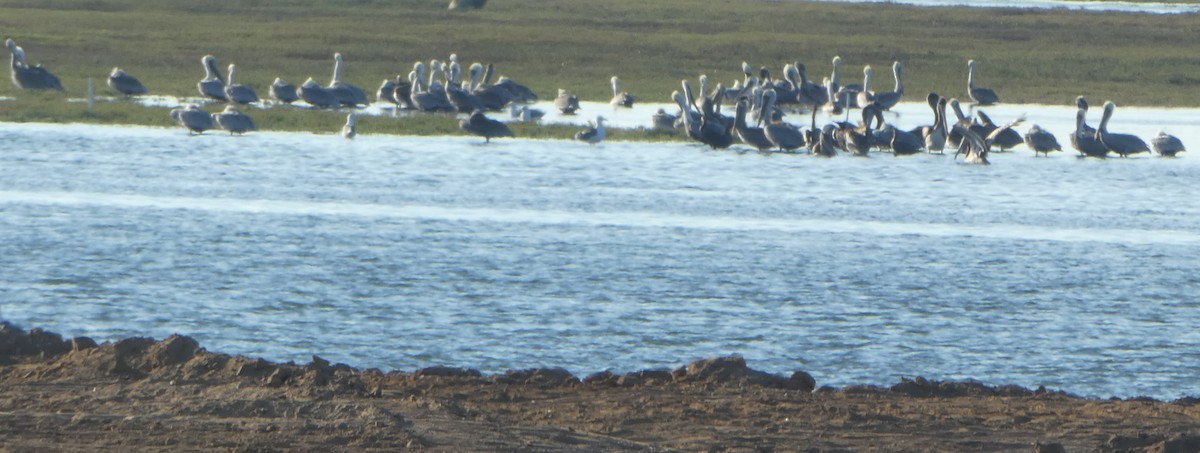 Brown Pelican - ML609238918