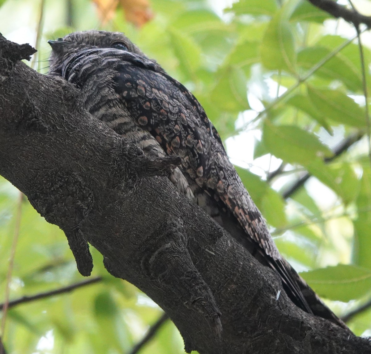 Jungle Nightjar - ML609238927