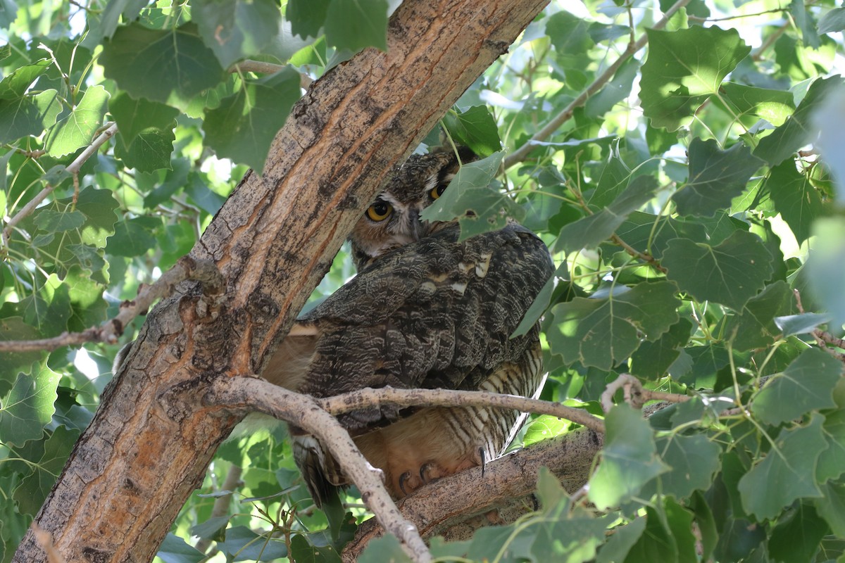 Great Horned Owl - ML609239080