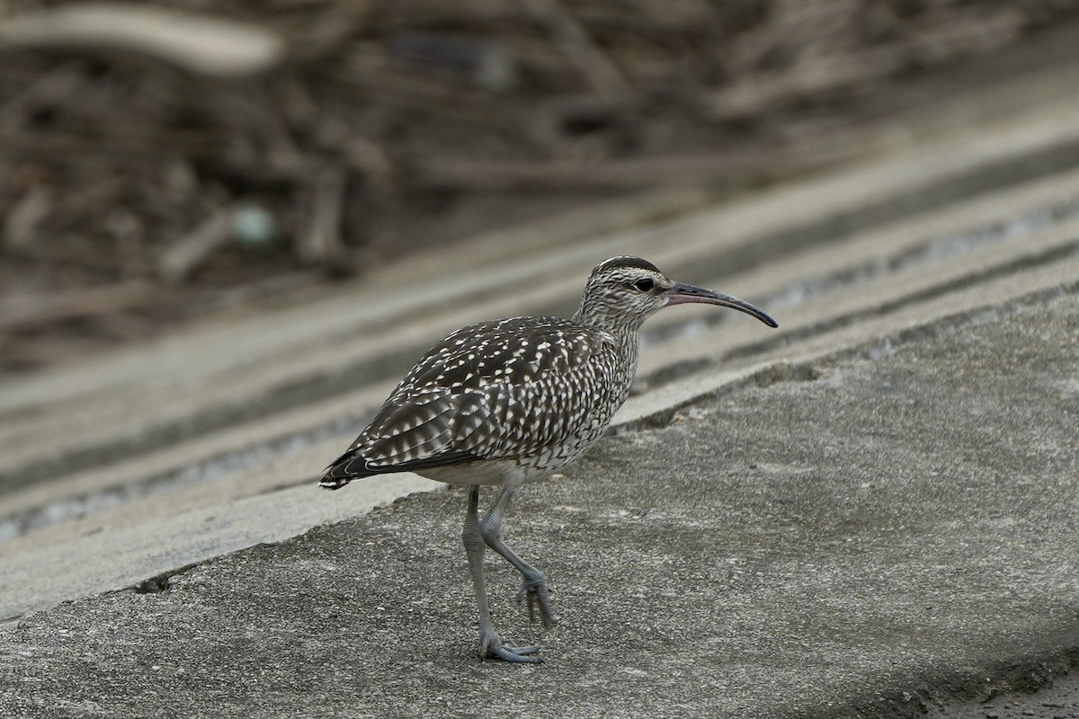 Whimbrel - ML609239102