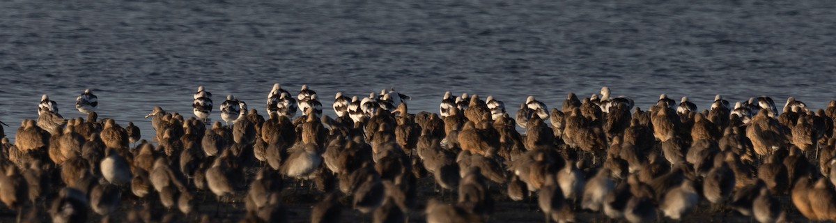 American Avocet - ML609239112