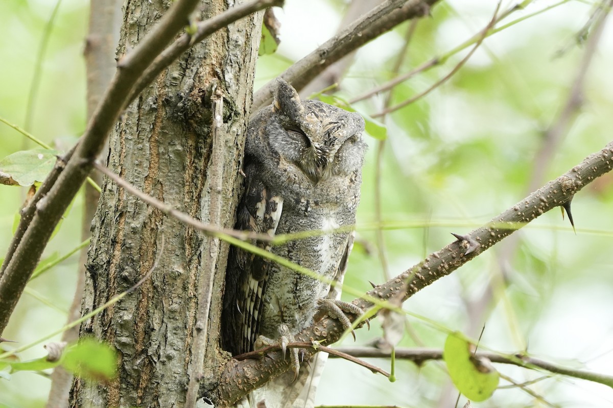 Oriental Scops-Owl - Priscilla Zhu
