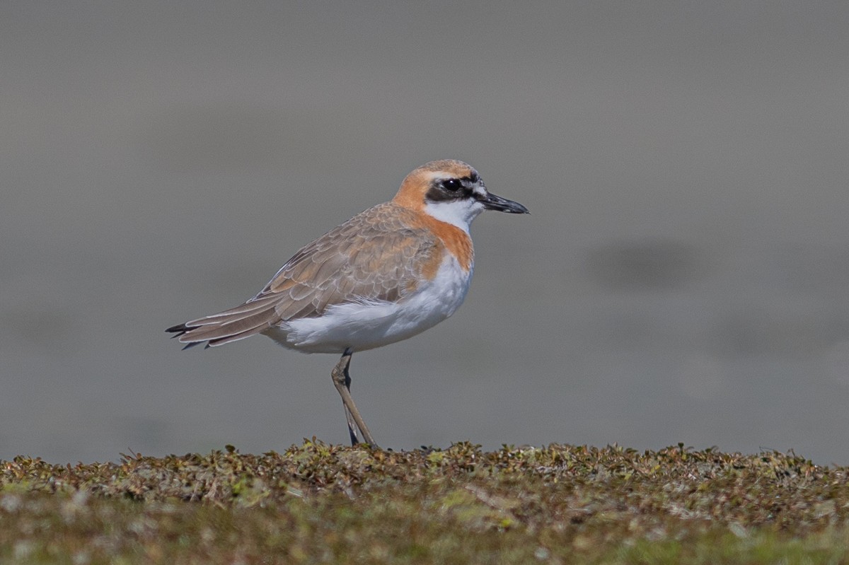 Greater Sand-Plover - ML609239210