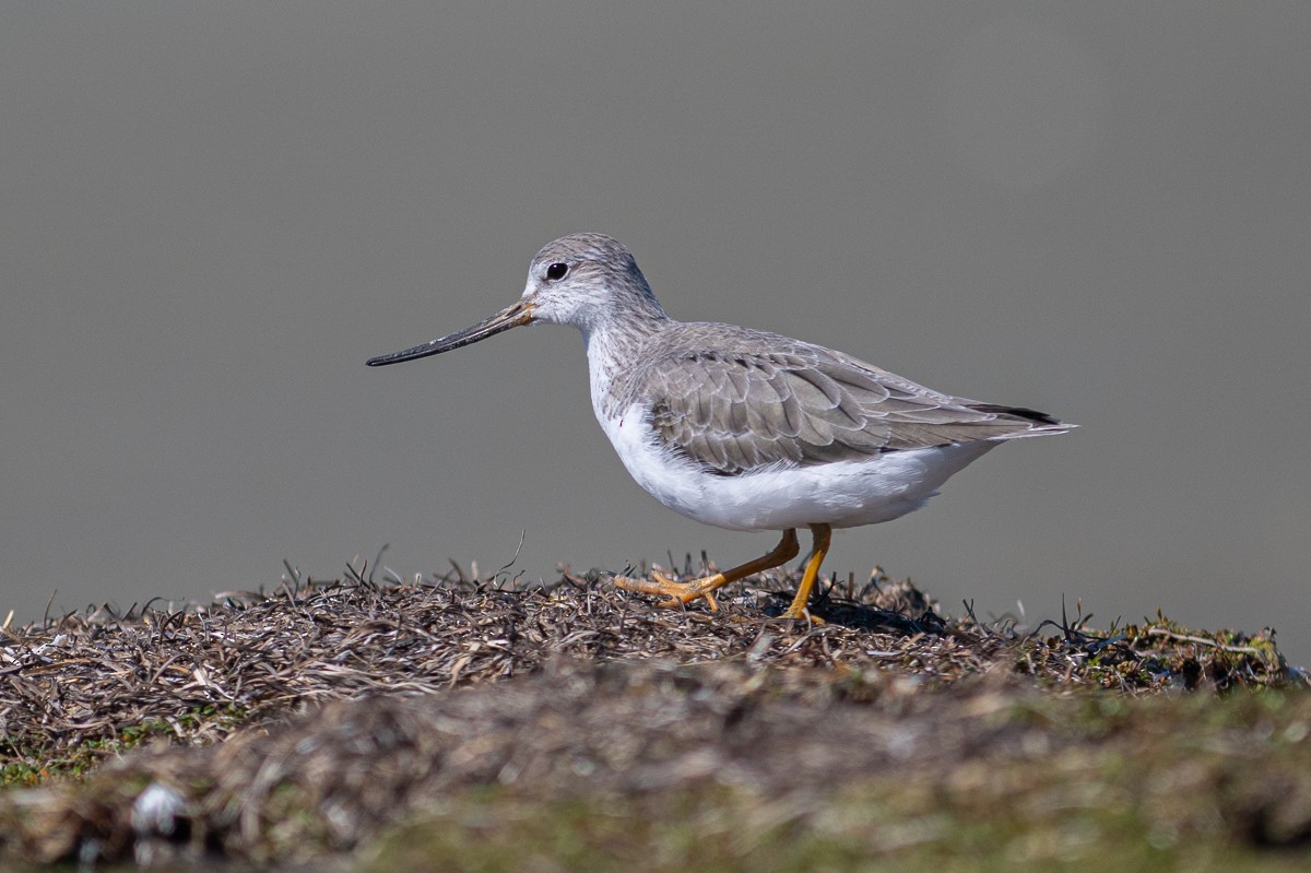 Terek Sandpiper - ML609239218