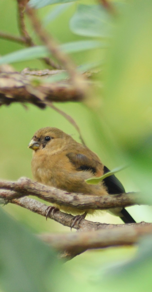 Orange Bullfinch - ML609239231