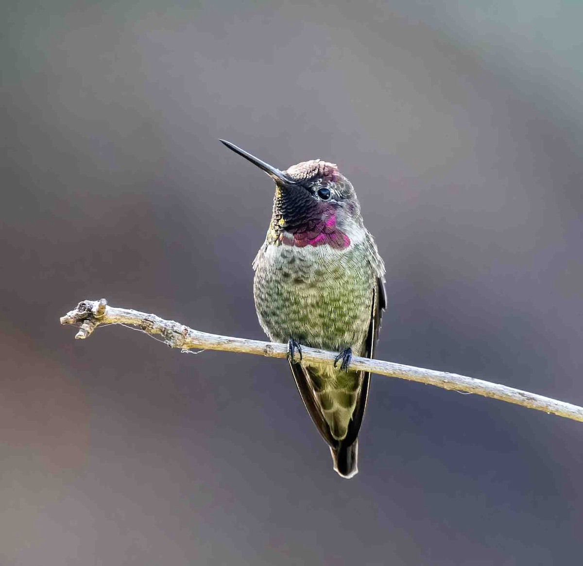 Anna's Hummingbird - ML609239281