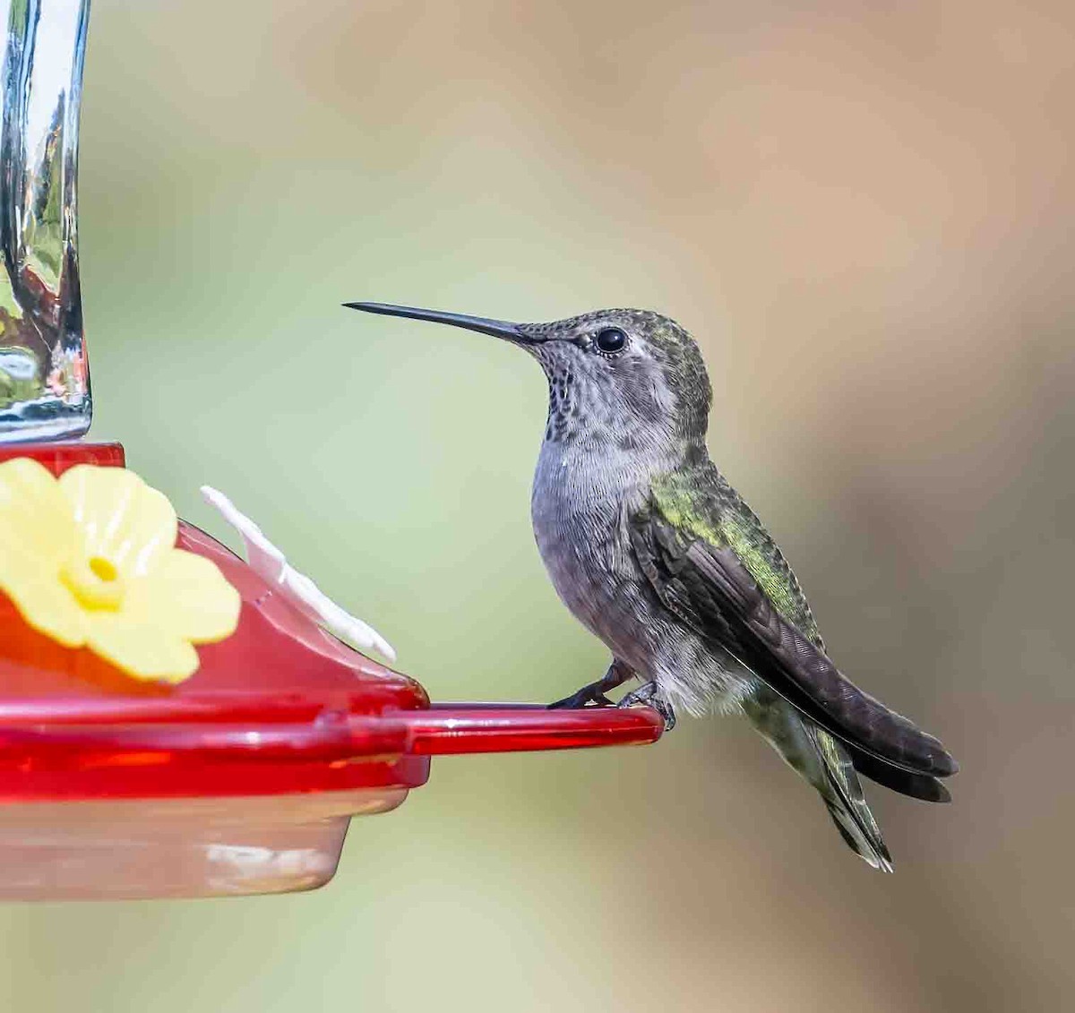 Colibrí de Anna - ML609239290