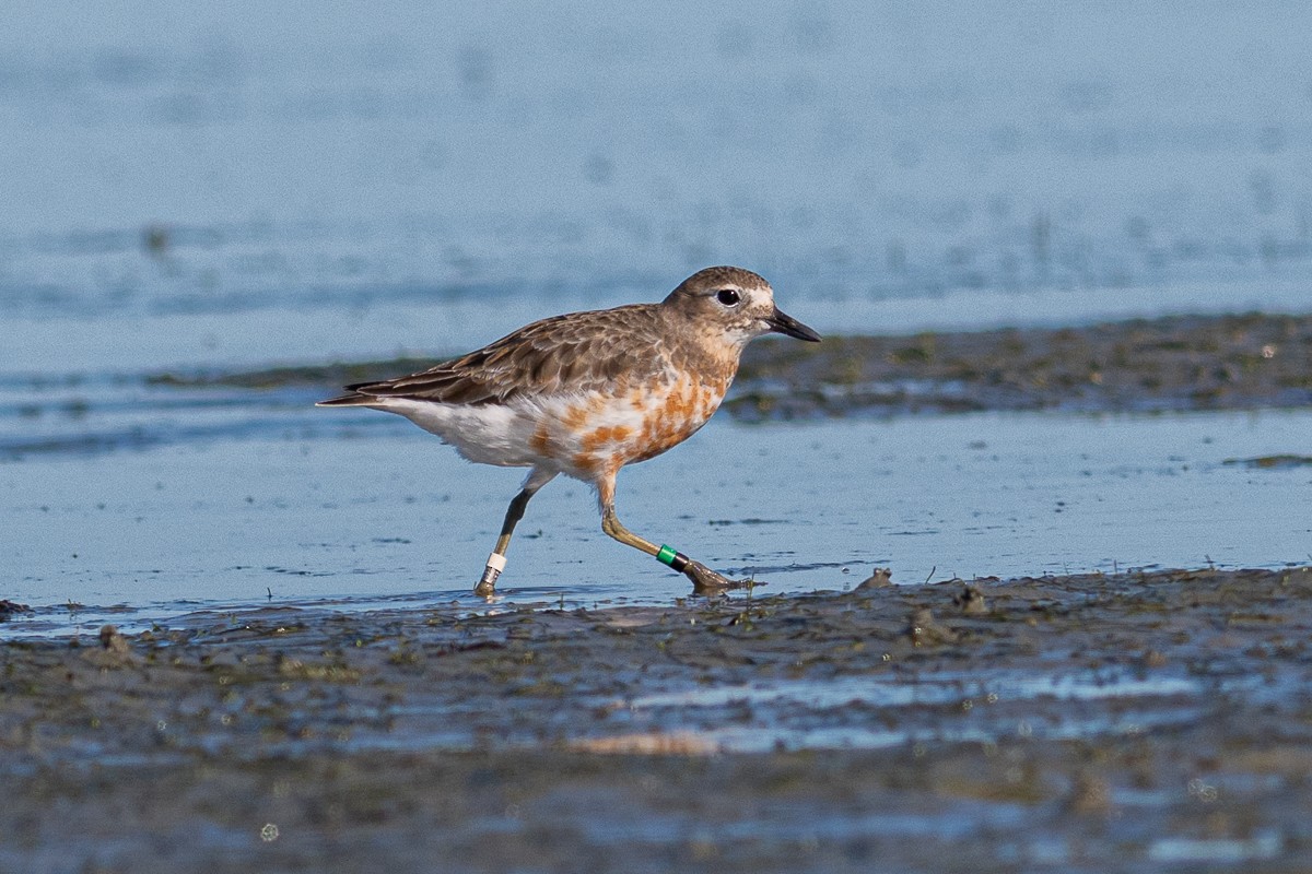 Red-breasted Dotterel - ML609239399