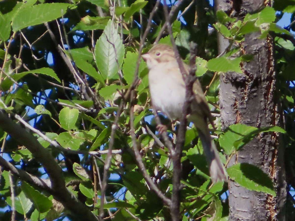 Brewer's Sparrow - ML609239419