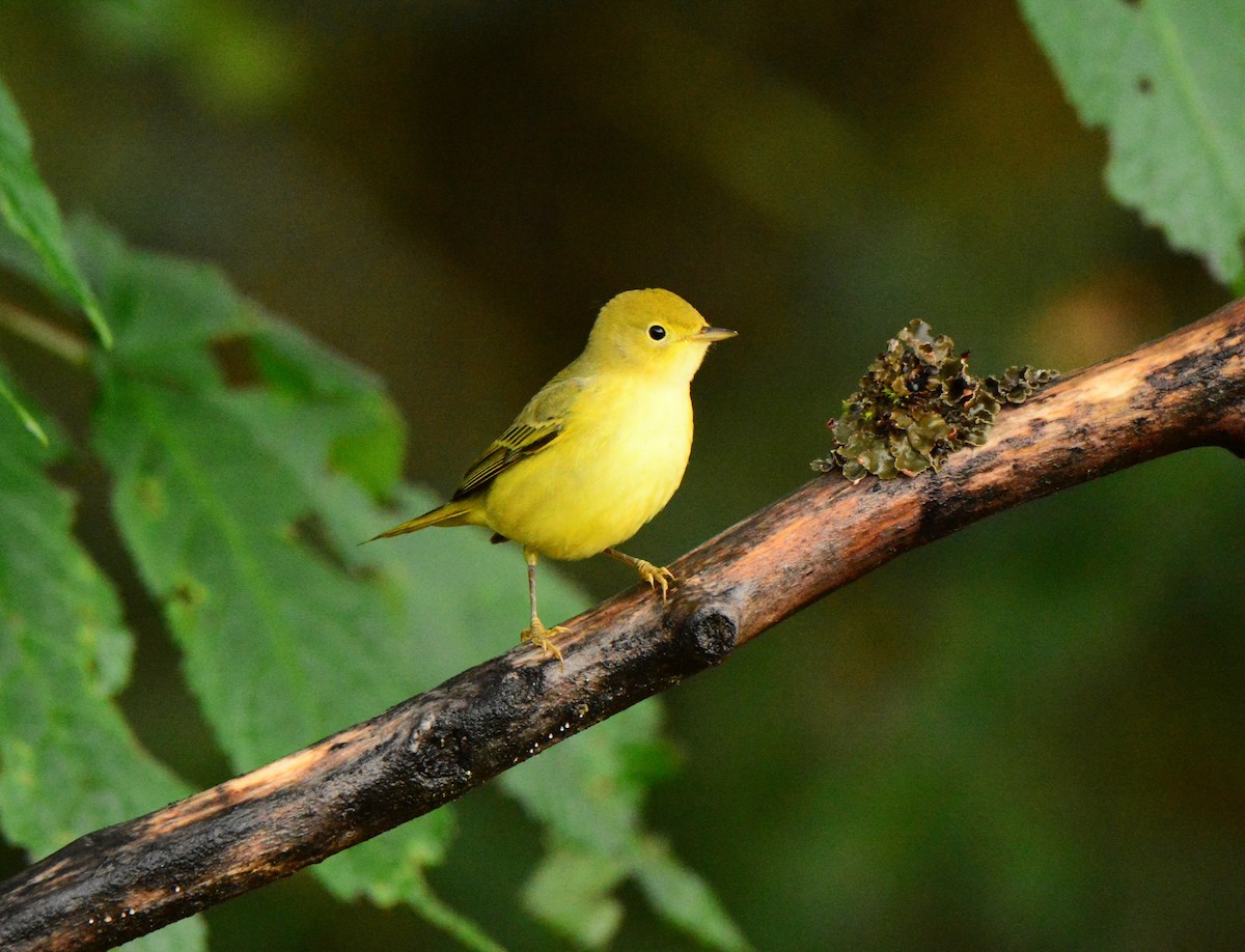 Yellow Warbler (Northern) - ML609239434